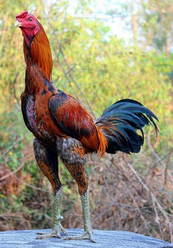 Chicken 1